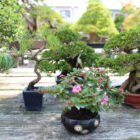 Visite d'exception chez un spécialiste de Bonsaï (Nakanishi chinsho-en) Visitez notre blog.